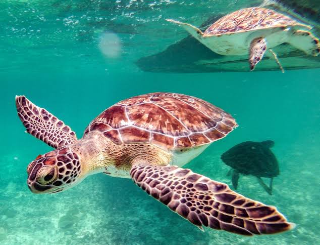 COSTA RICA – COSTA RICA BASE